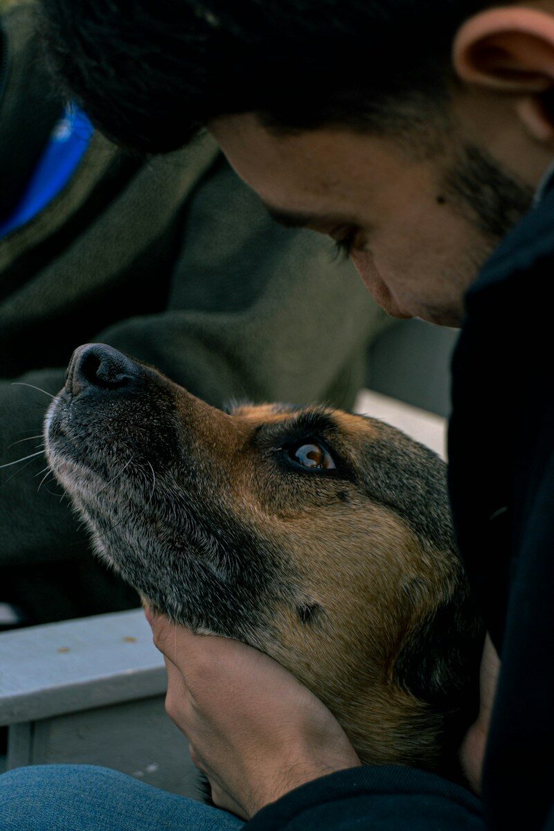 Seguro de responsabilidad civil para perros en Madrid: normativa y coberturas